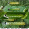 pi brassicae larva1 volg